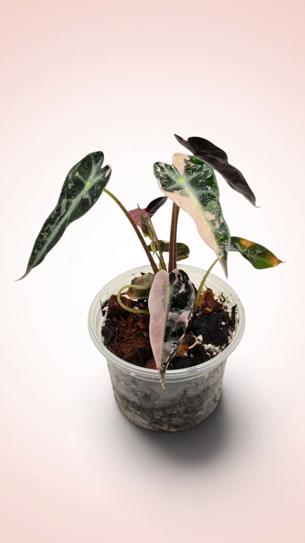 Alocasia Bambino Pink