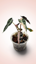 Alocasia Bambino Pink