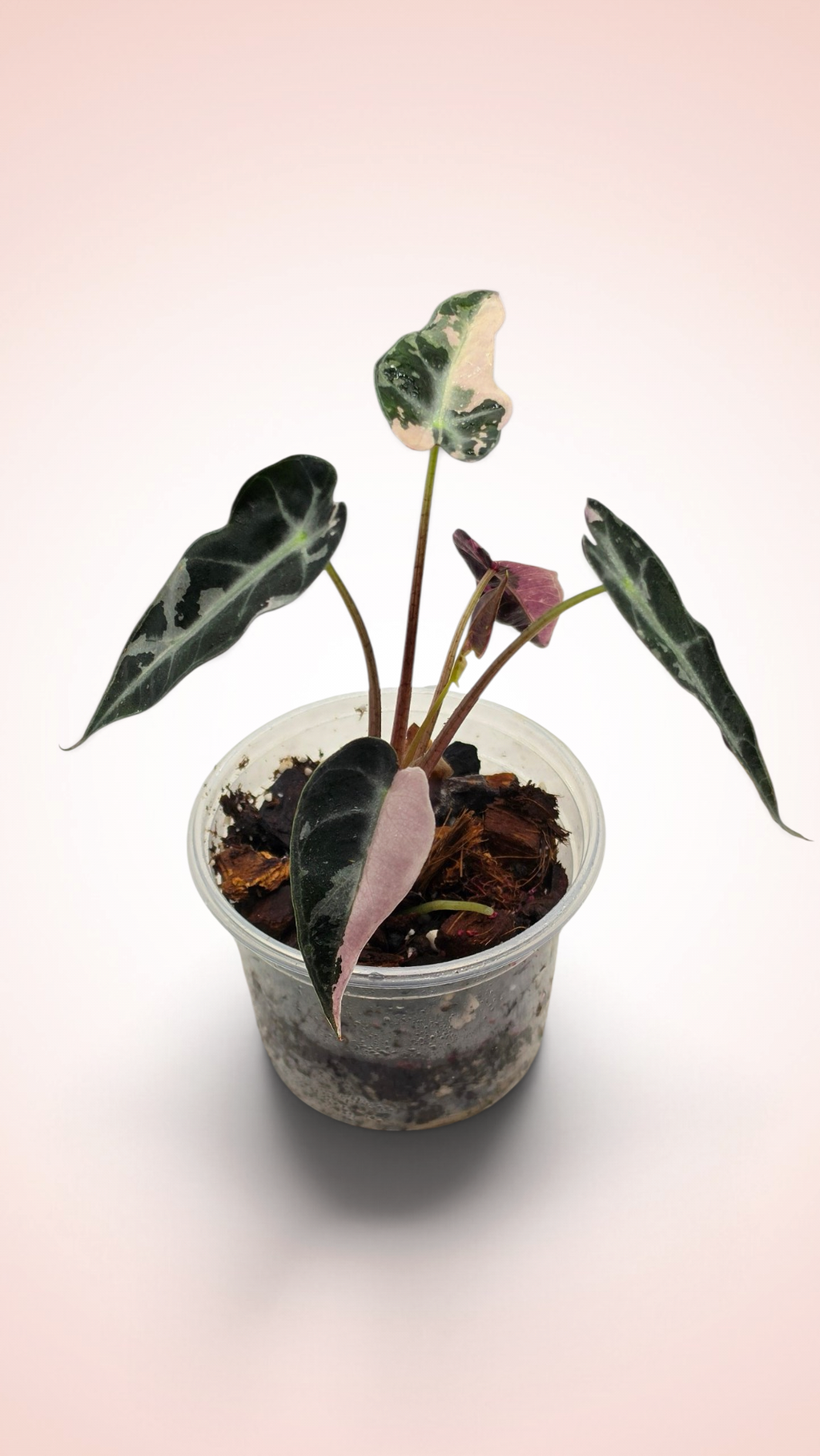 Alocasia Bambino Pink