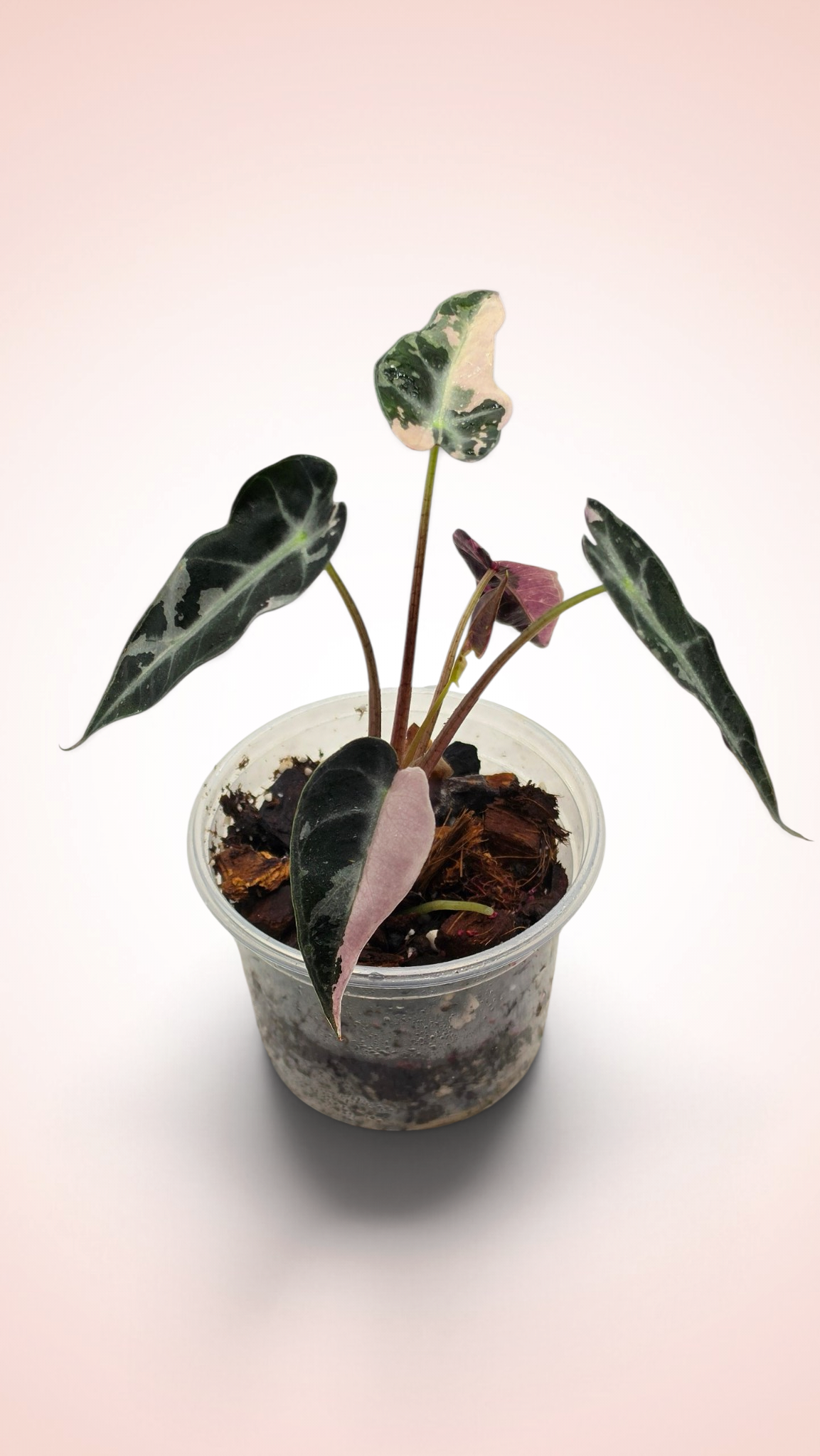 Alocasia Bambino Pink
