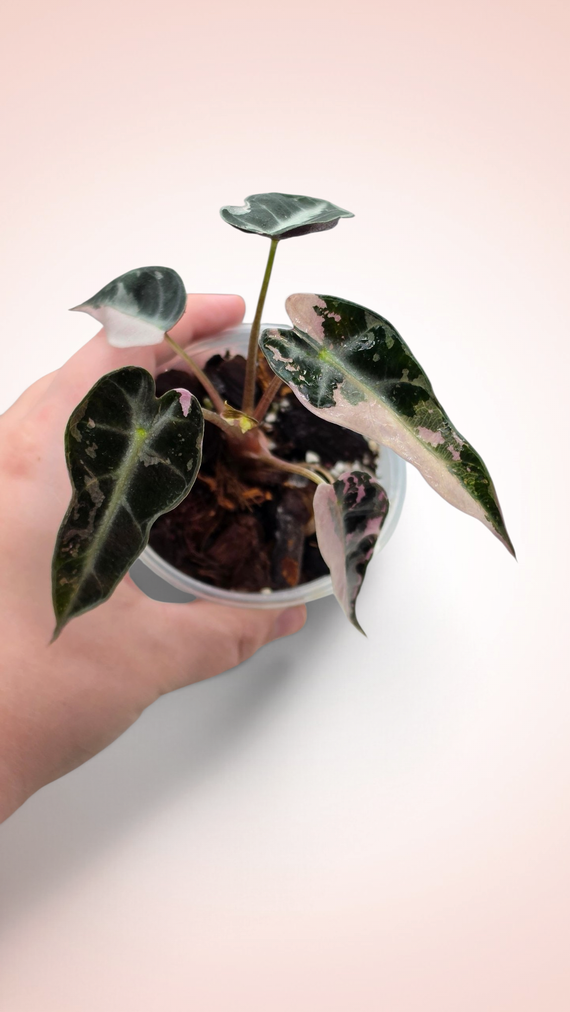 Alocasia Bambino Pink