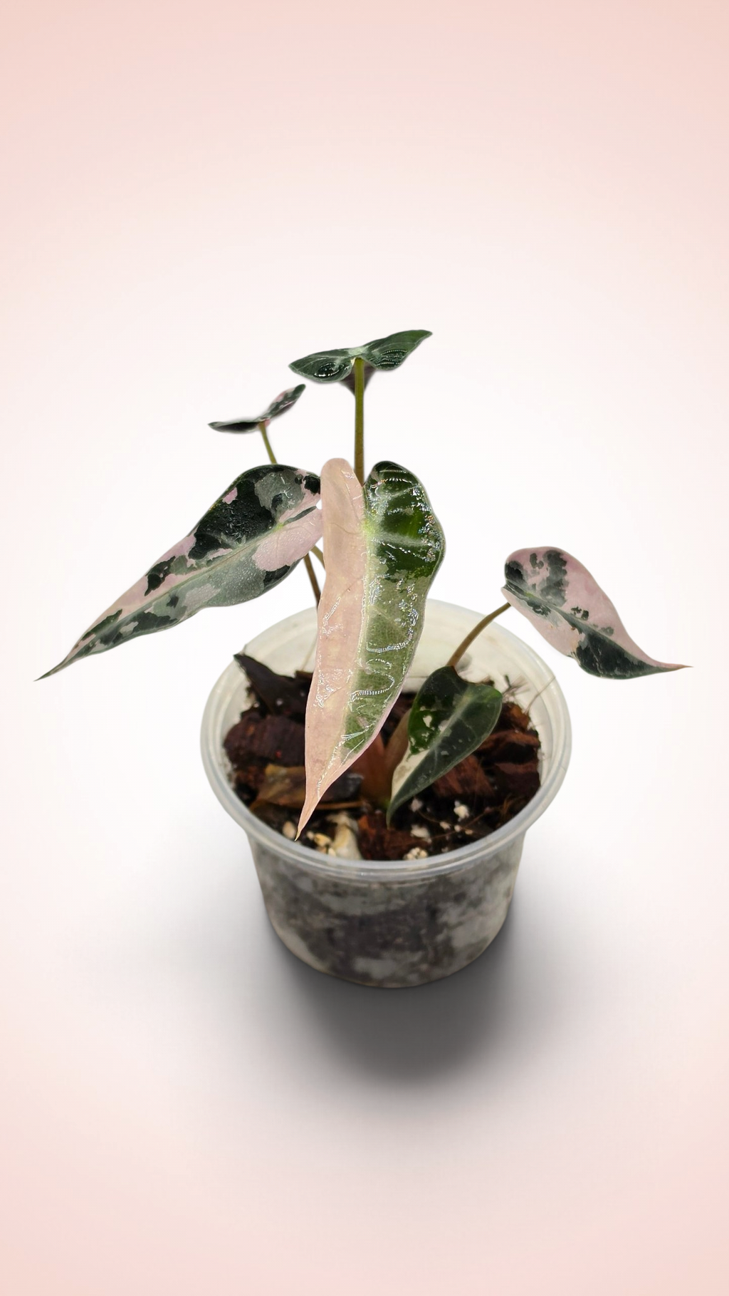Alocasia Bambino Pink