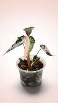 Alocasia Bambino Pink