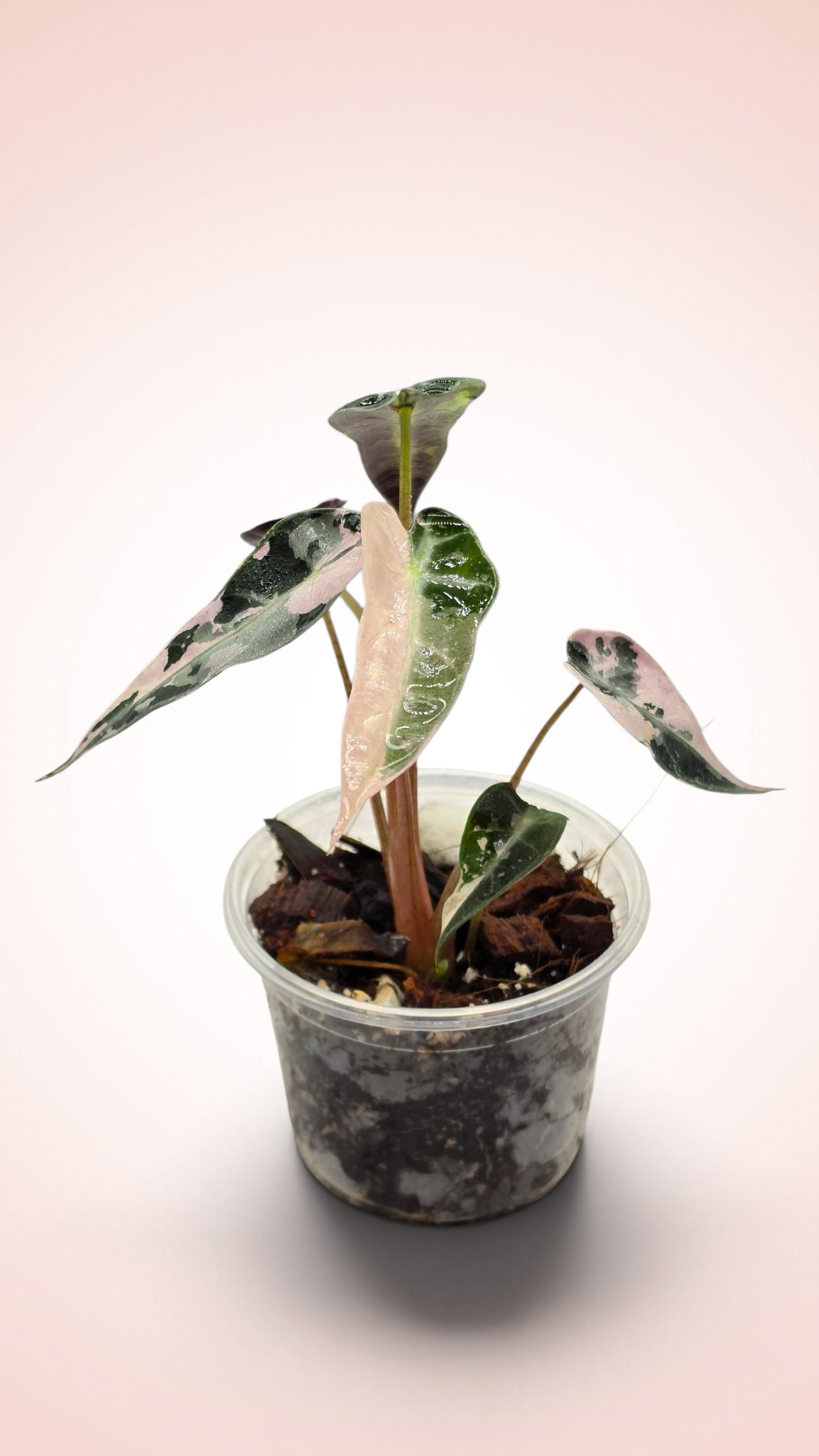 Alocasia Bambino Pink