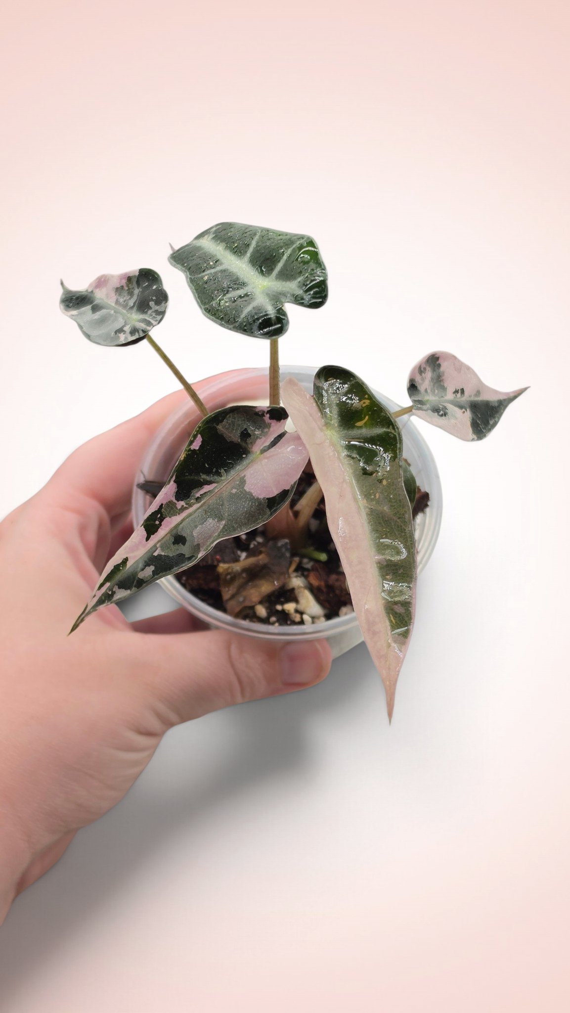 Alocasia Bambino Pink