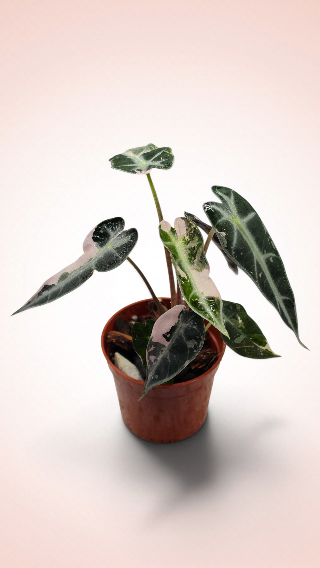 Alocasia Bambino Pink