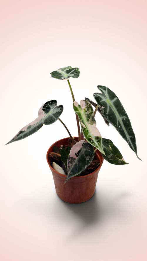 Alocasia Bambino Pink