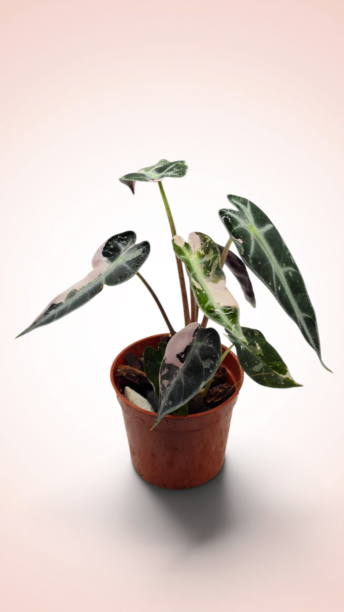 Alocasia Bambino Pink