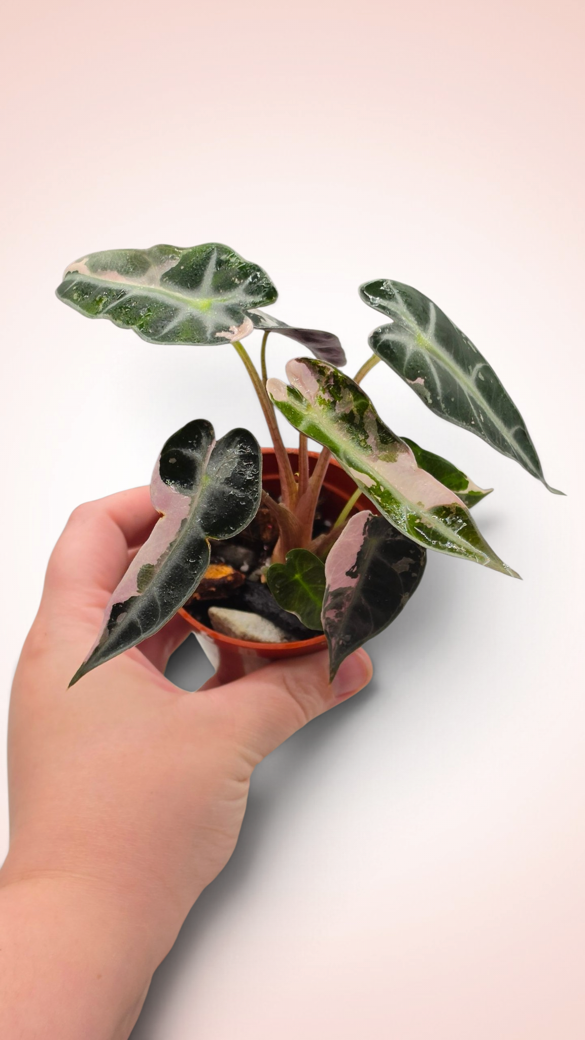 Alocasia Bambino Pink