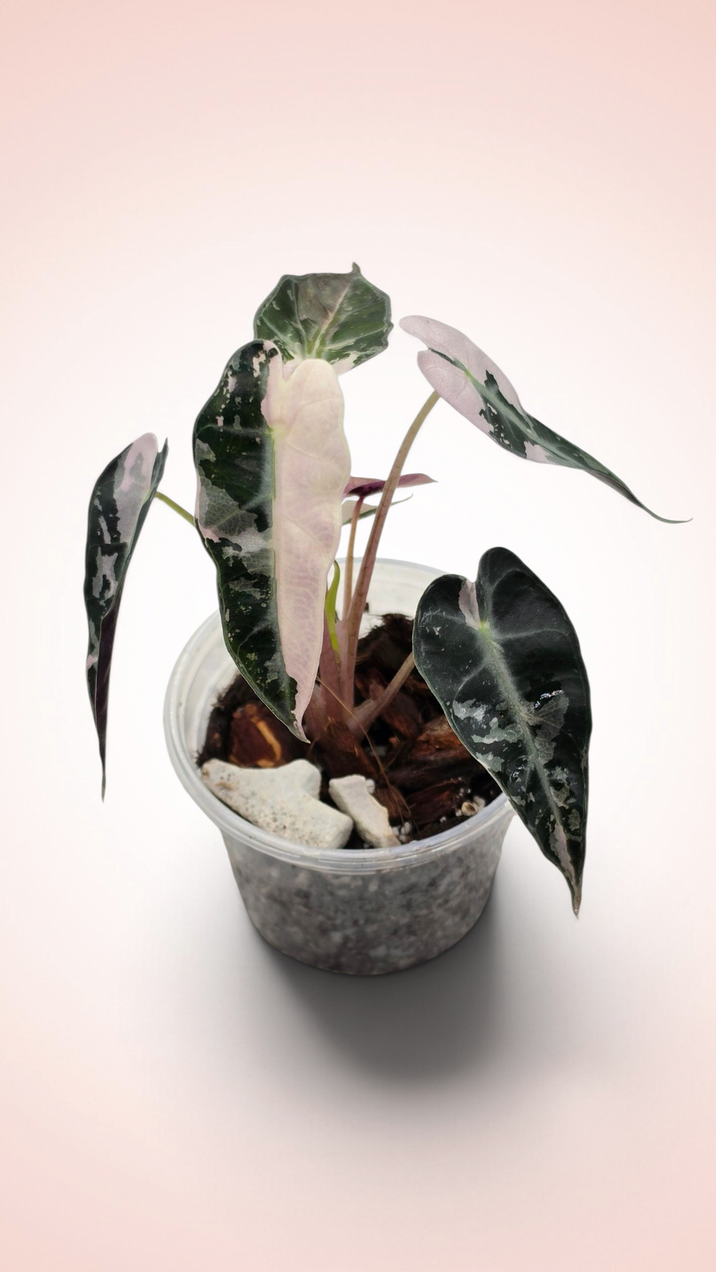 Alocasia Bambino Pink