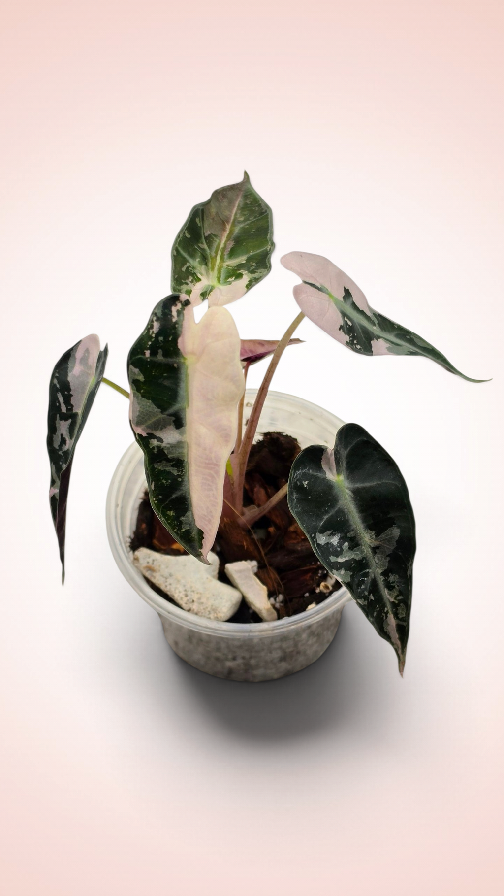 Alocasia Bambino Pink