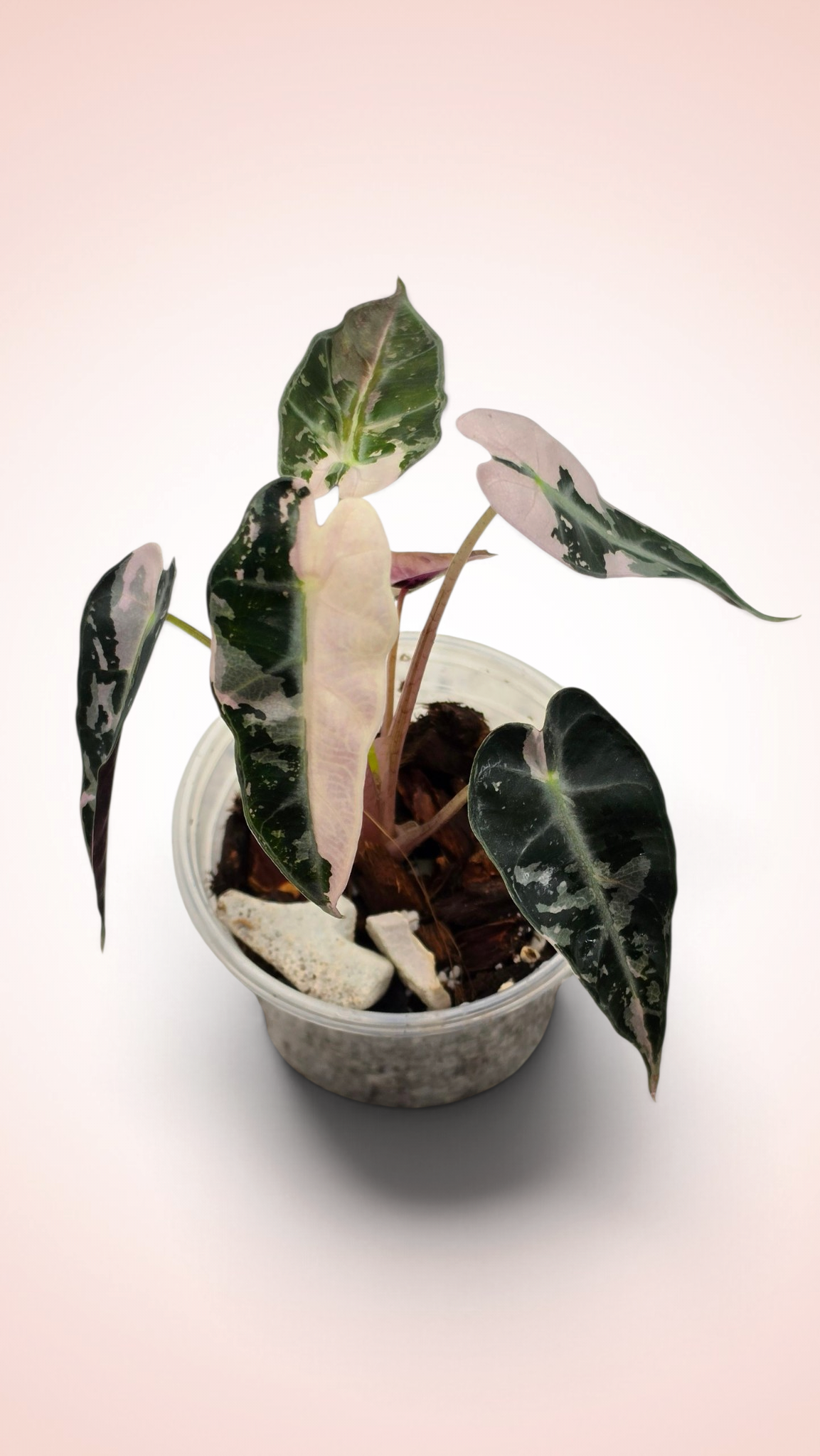 Alocasia Bambino Pink