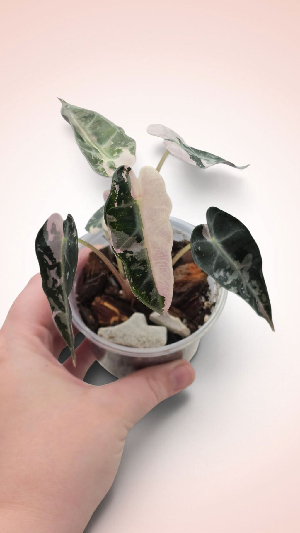 Alocasia Bambino Pink