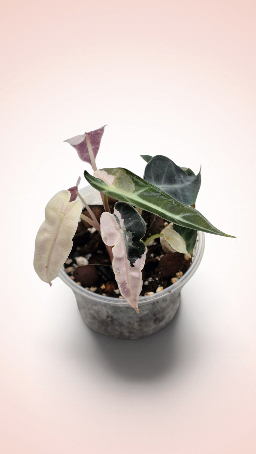 Alocasia Bambino Pink