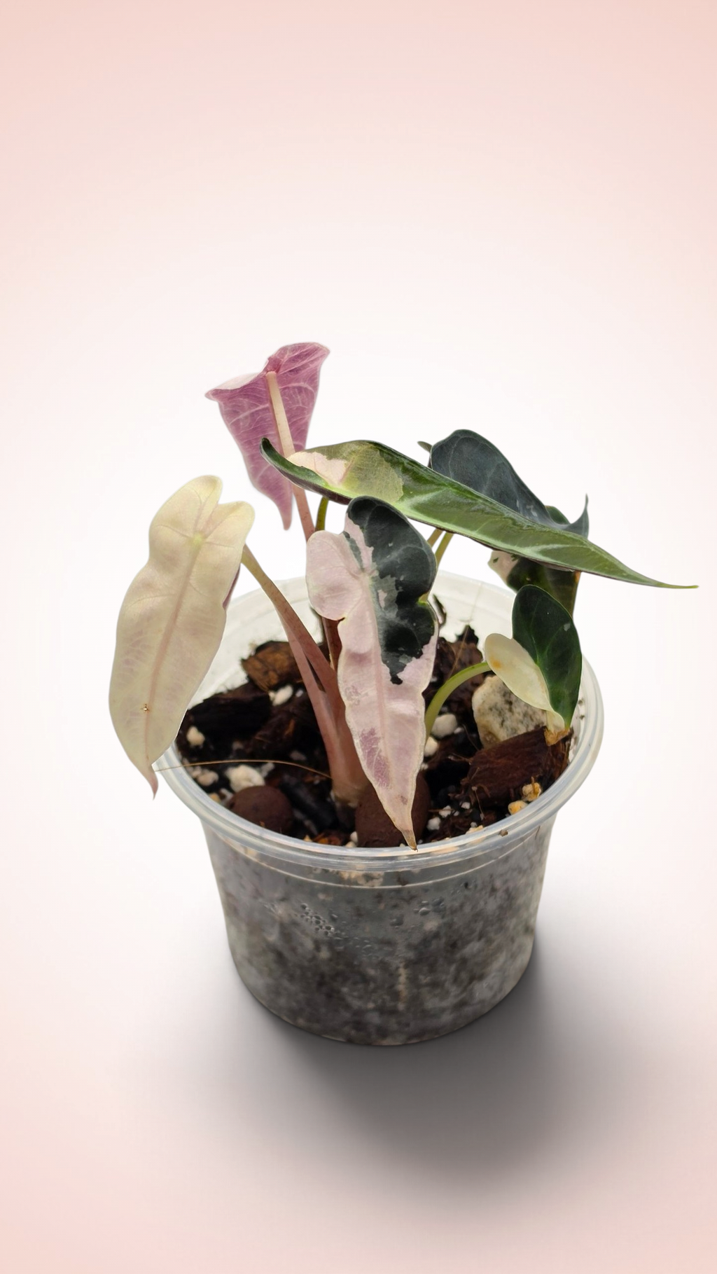 Alocasia Bambino Pink