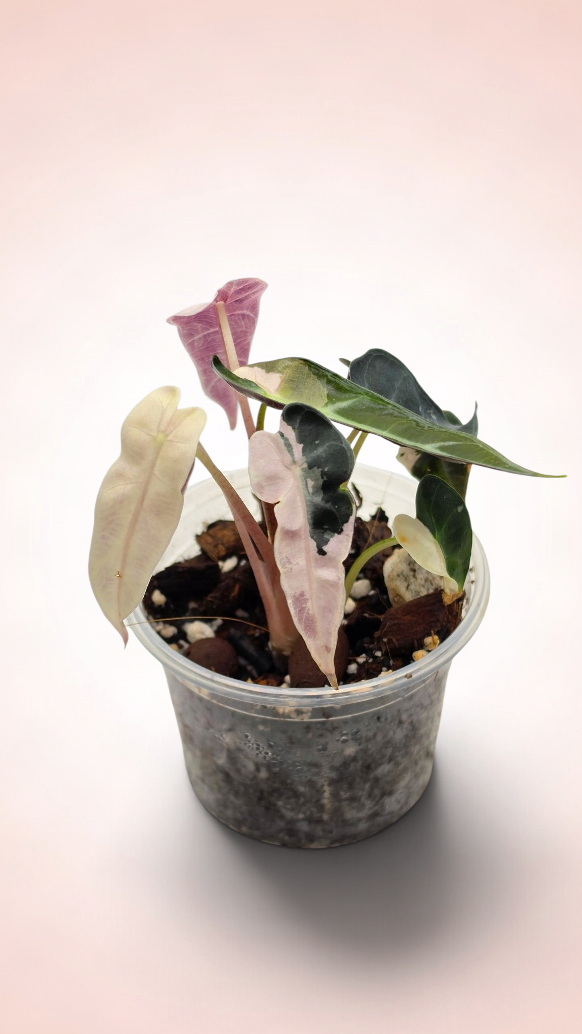 Alocasia Bambino Pink