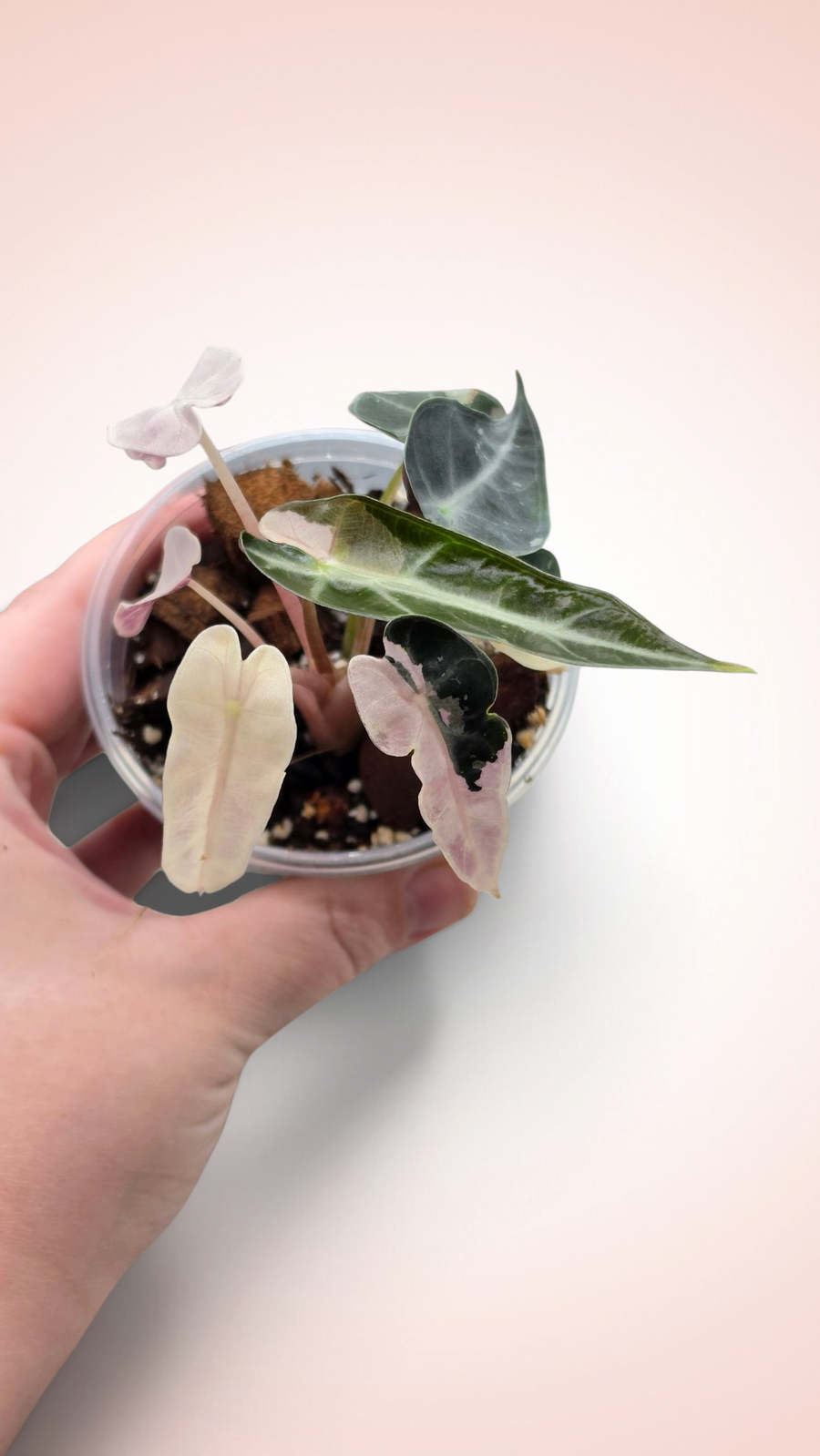 Alocasia Bambino Pink