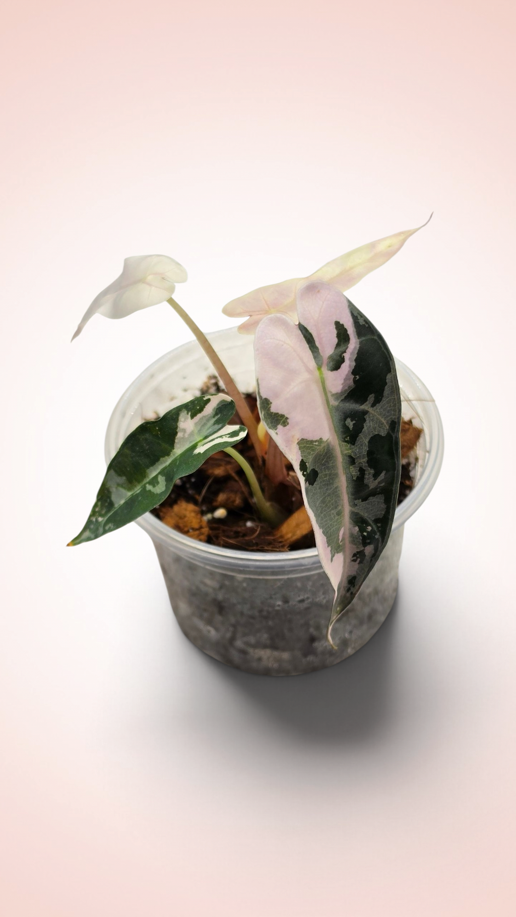 Alocasia Bambino Pink