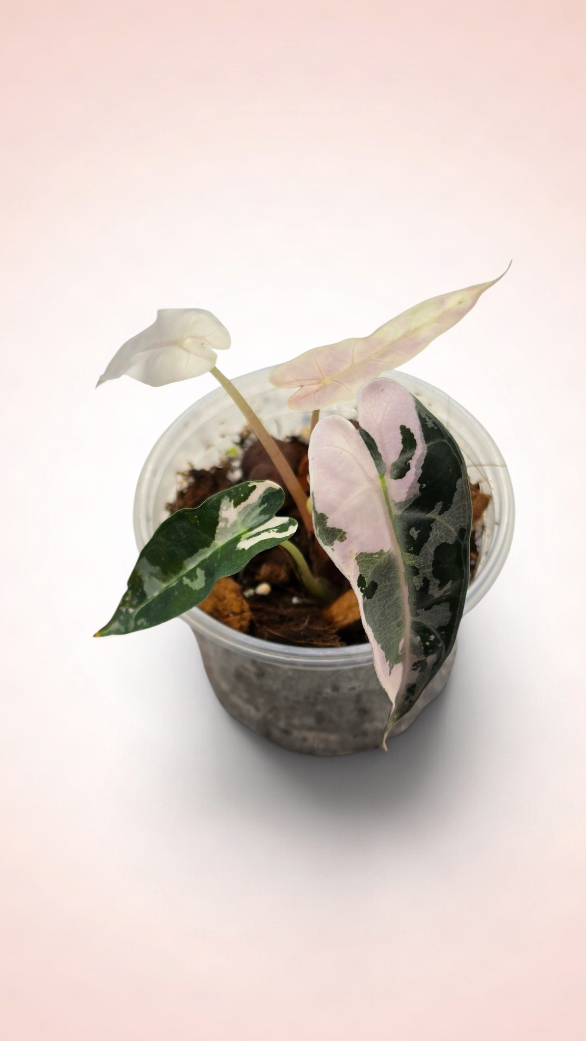 Alocasia Bambino Pink