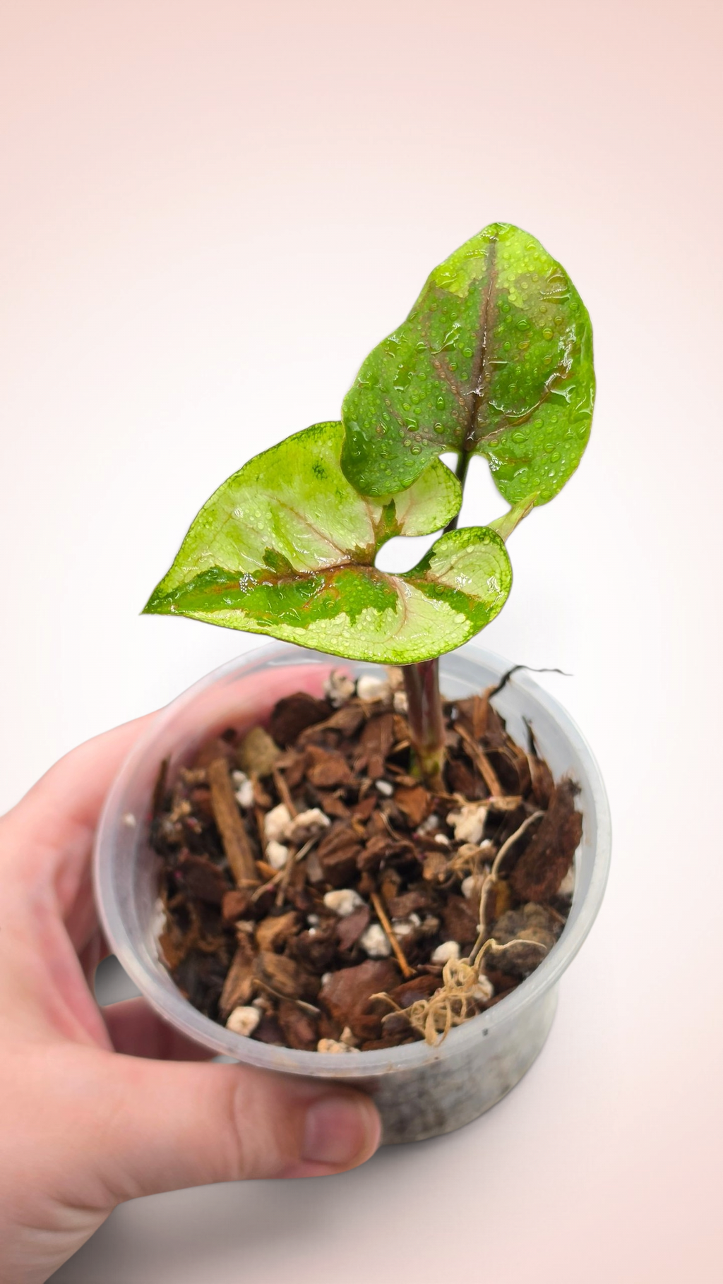 Syngonium Brown Lava