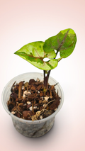 Syngonium Brown Lava