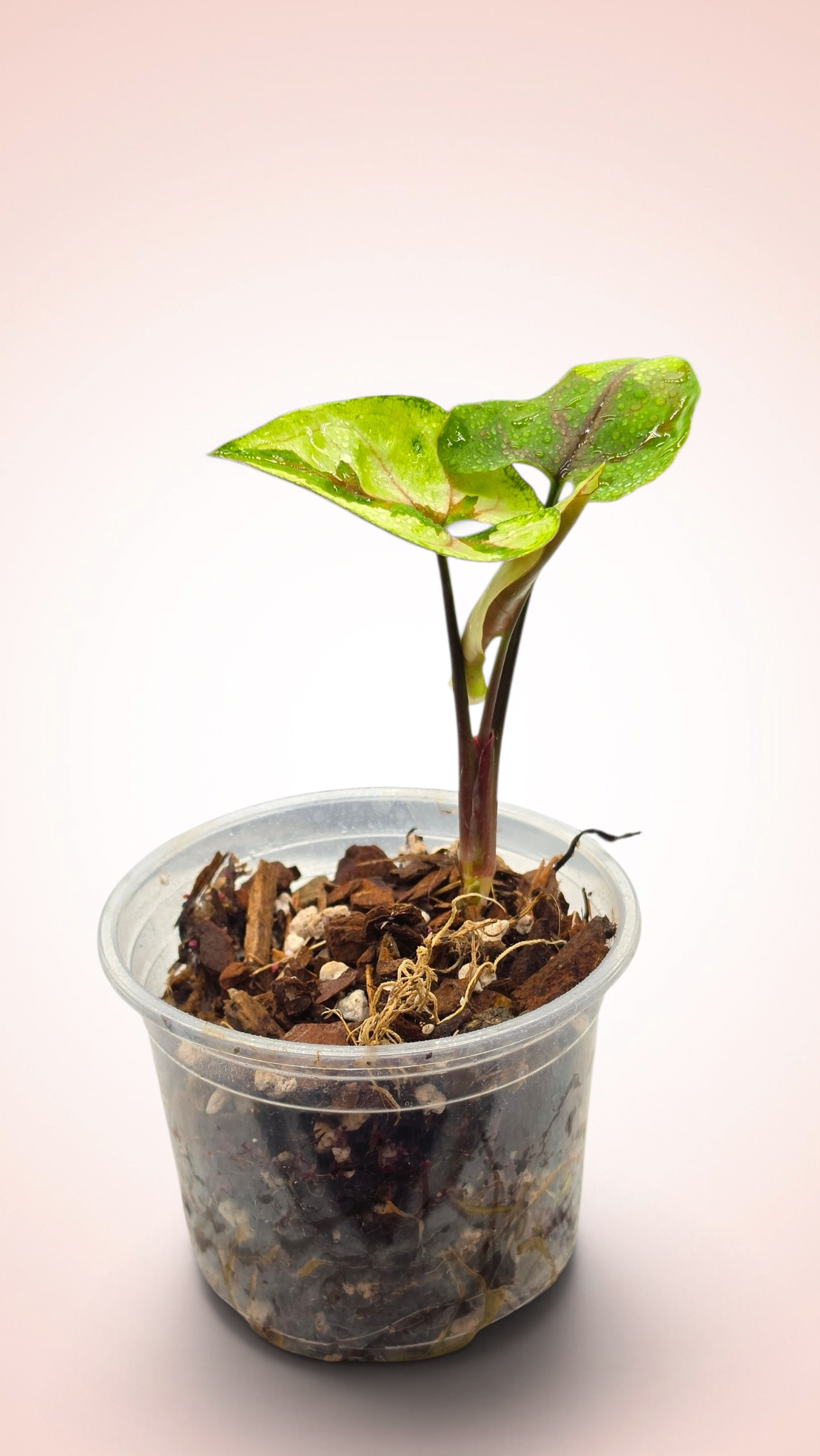 Syngonium Brown Lava