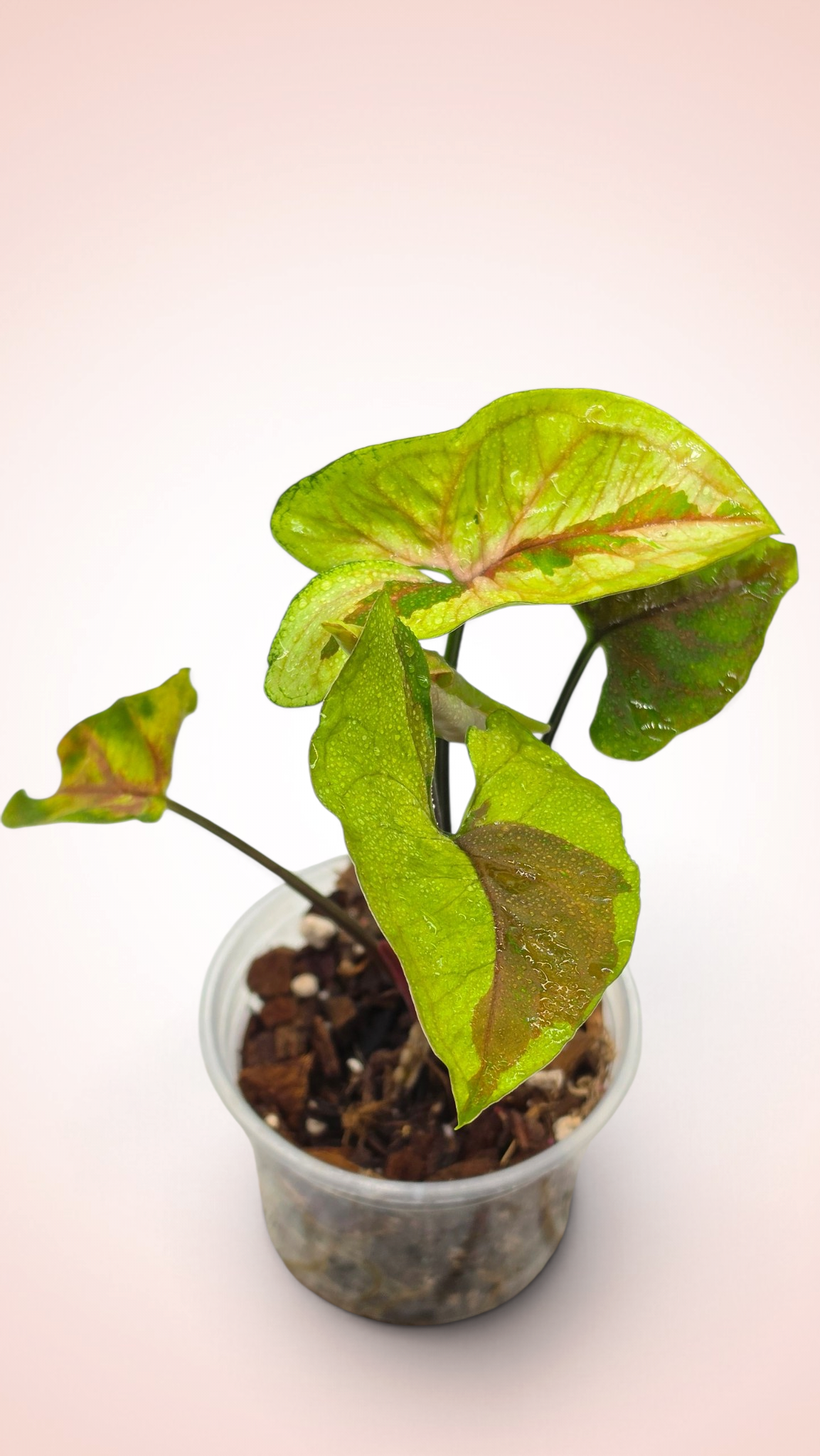Syngonium Brown Lava