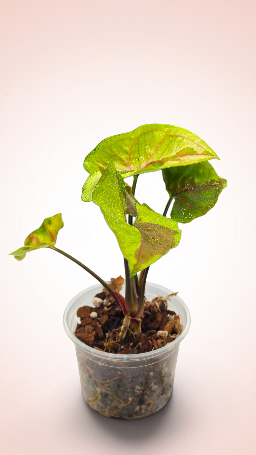 Syngonium Brown Lava