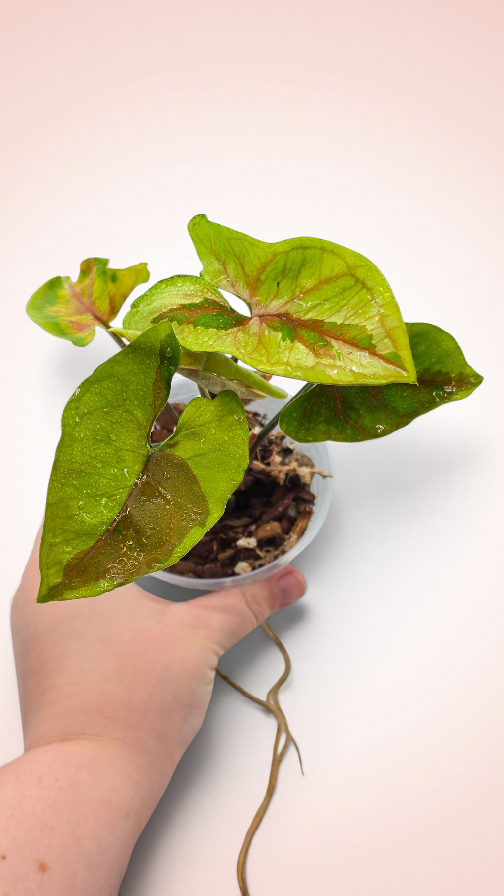 Syngonium Brown Lava