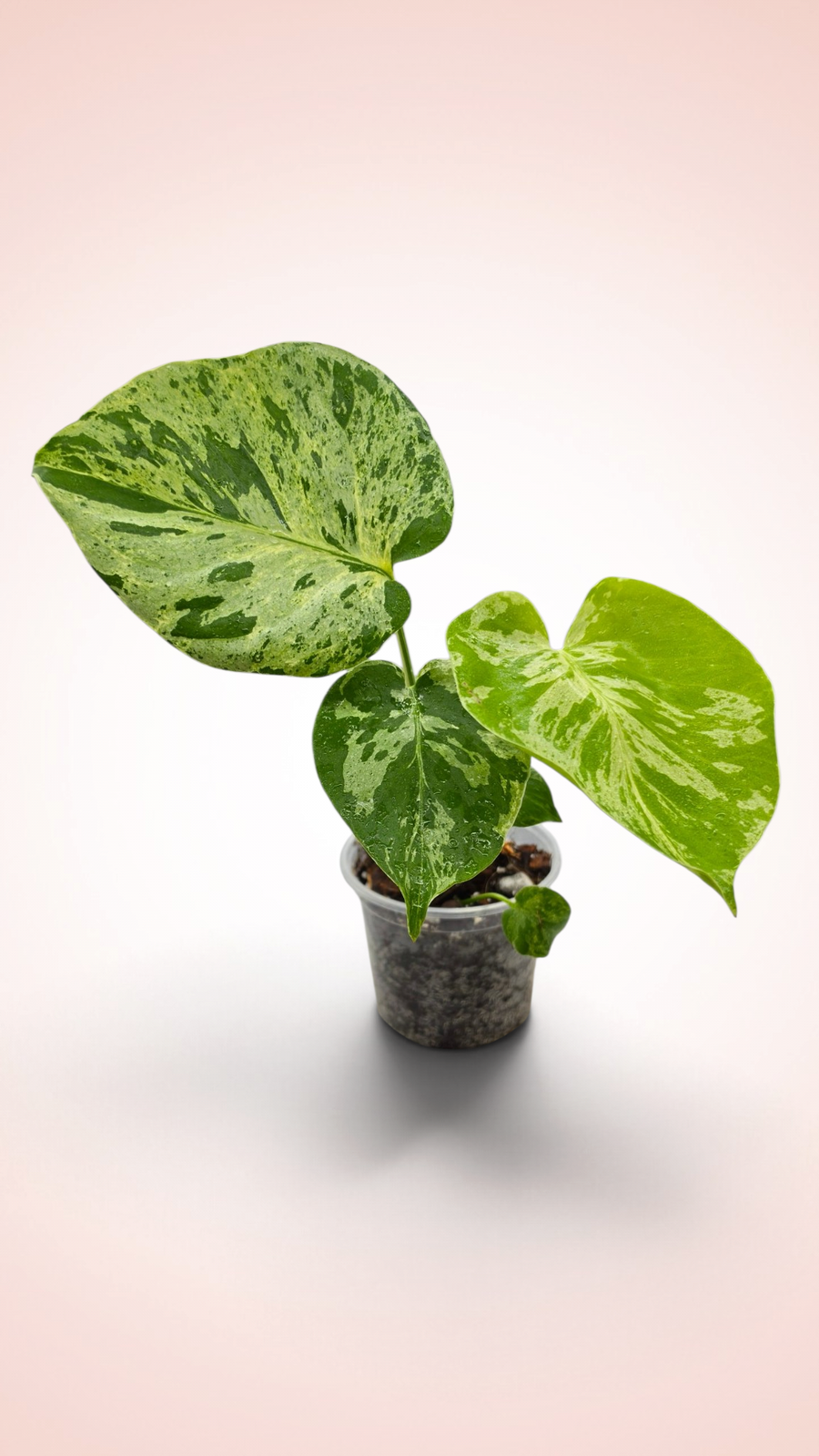 Monstera Bulbasaur