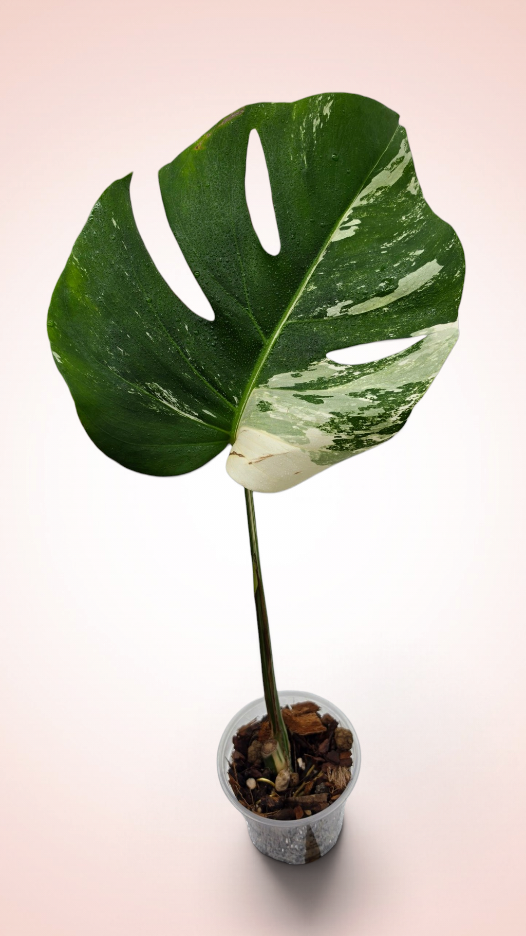 Monstera Albo