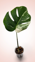 Monstera Albo