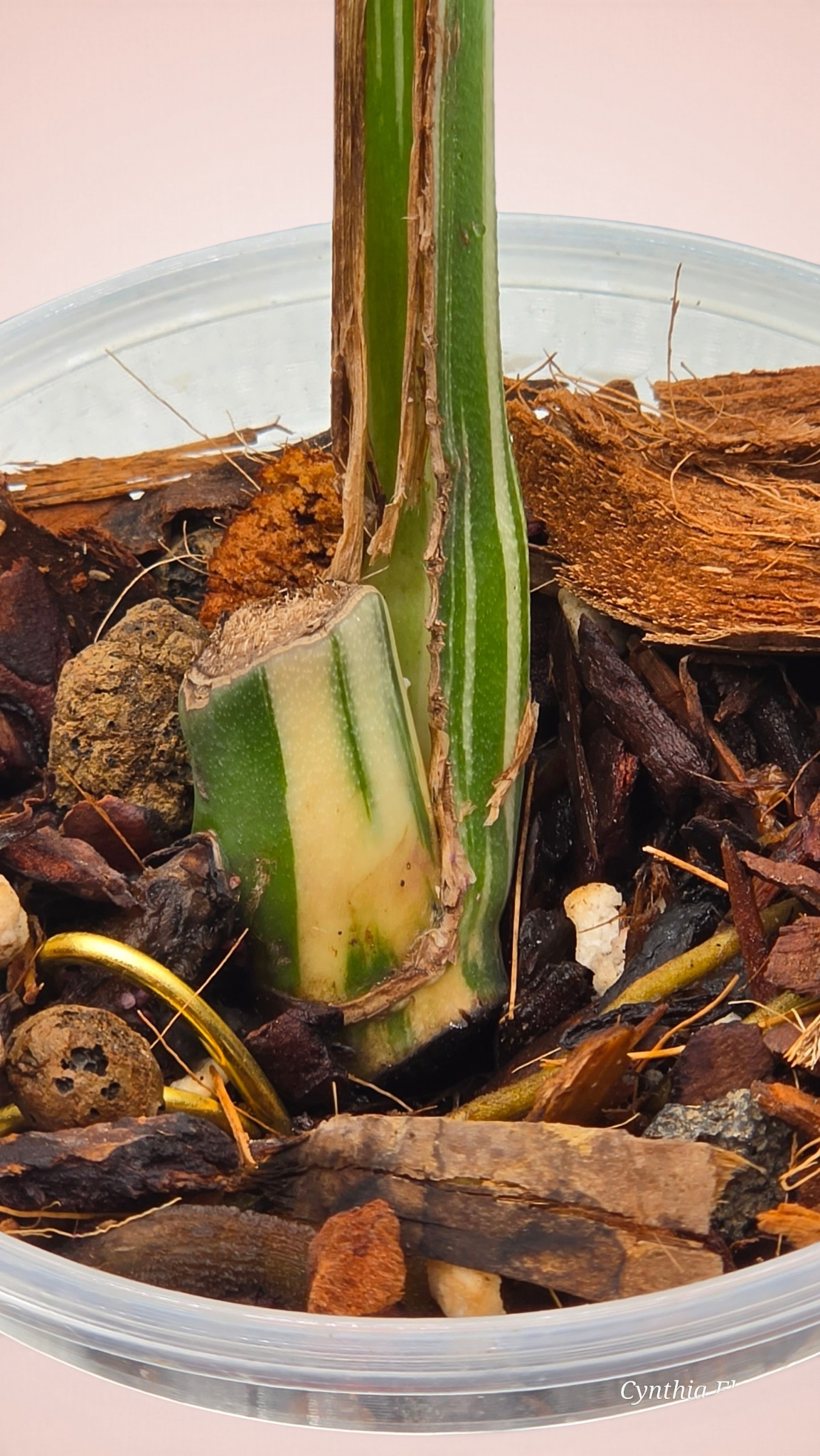 Monstera Albo