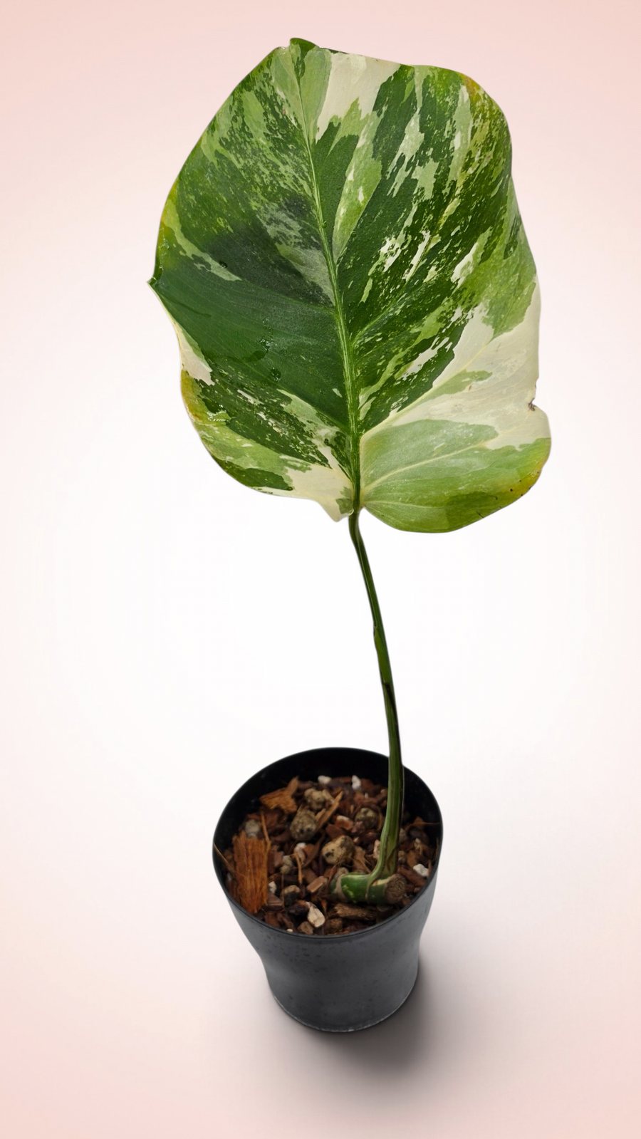Monstera Albo