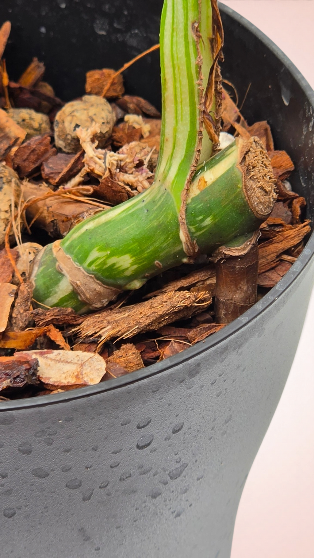 Monstera Albo