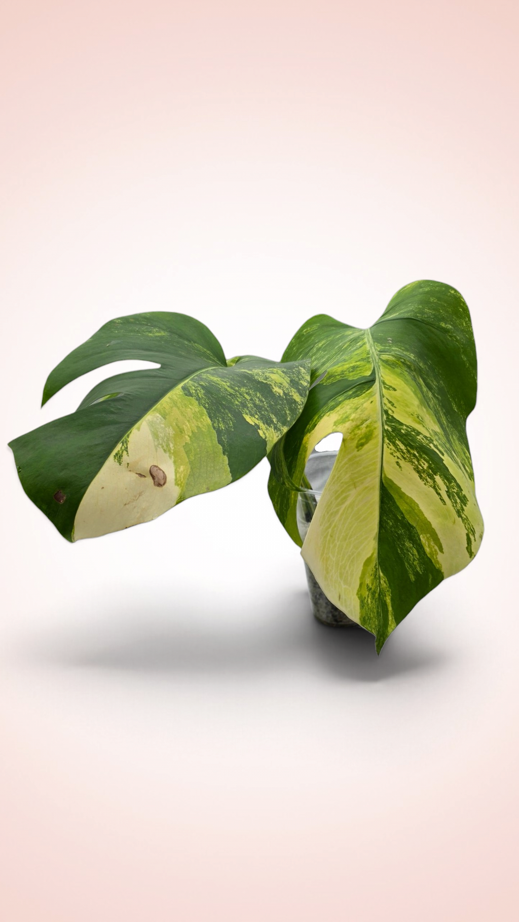 Monstera Aurea Tricolor