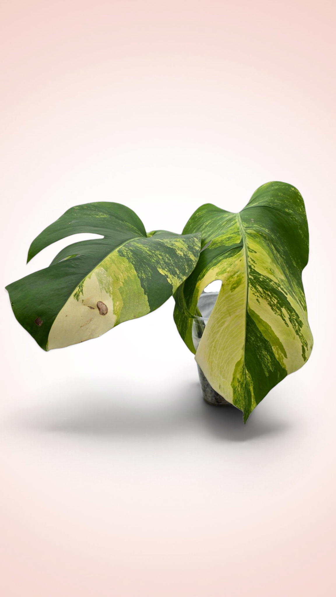 Monstera Aurea Tricolor