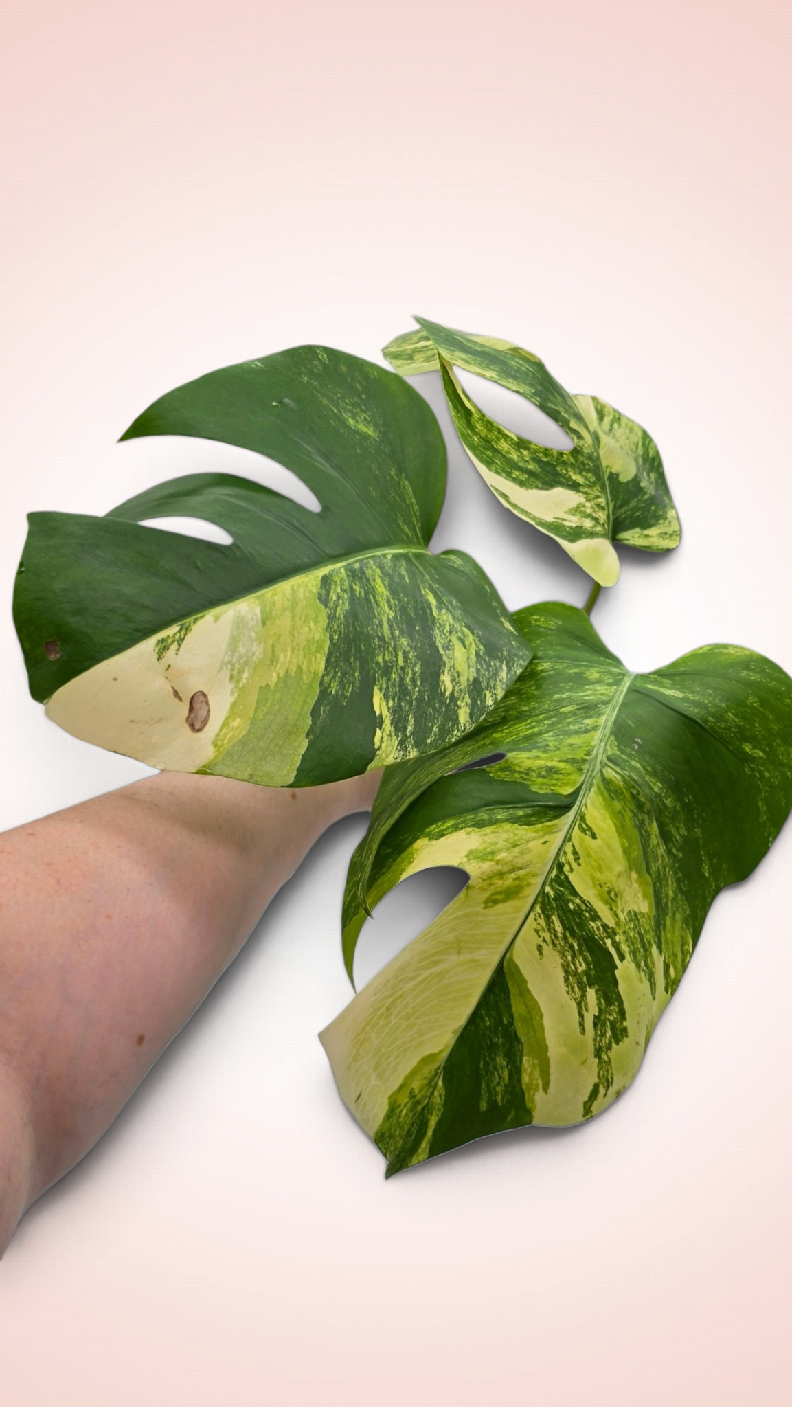 Monstera Aurea Tricolor