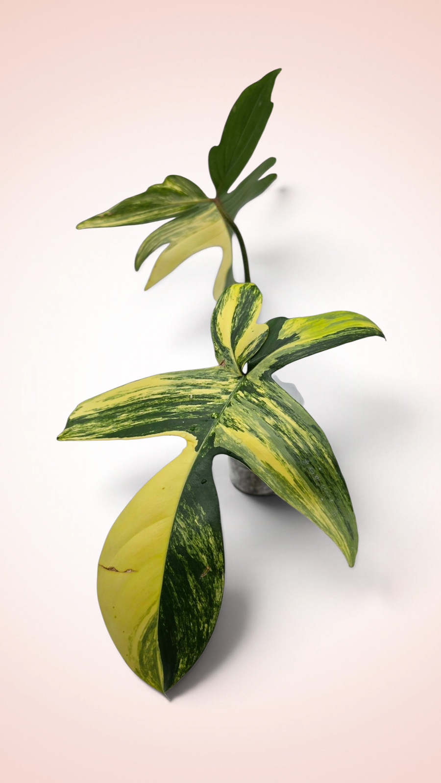 Philodendron Florida Beauty