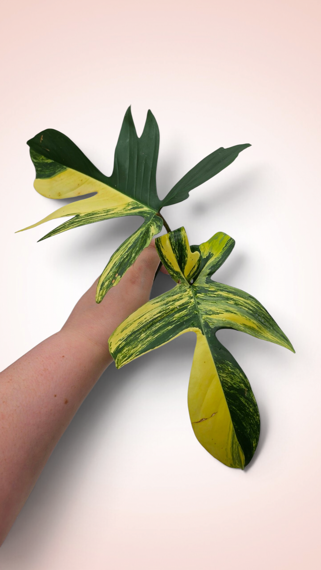 Philodendron Florida Beauty