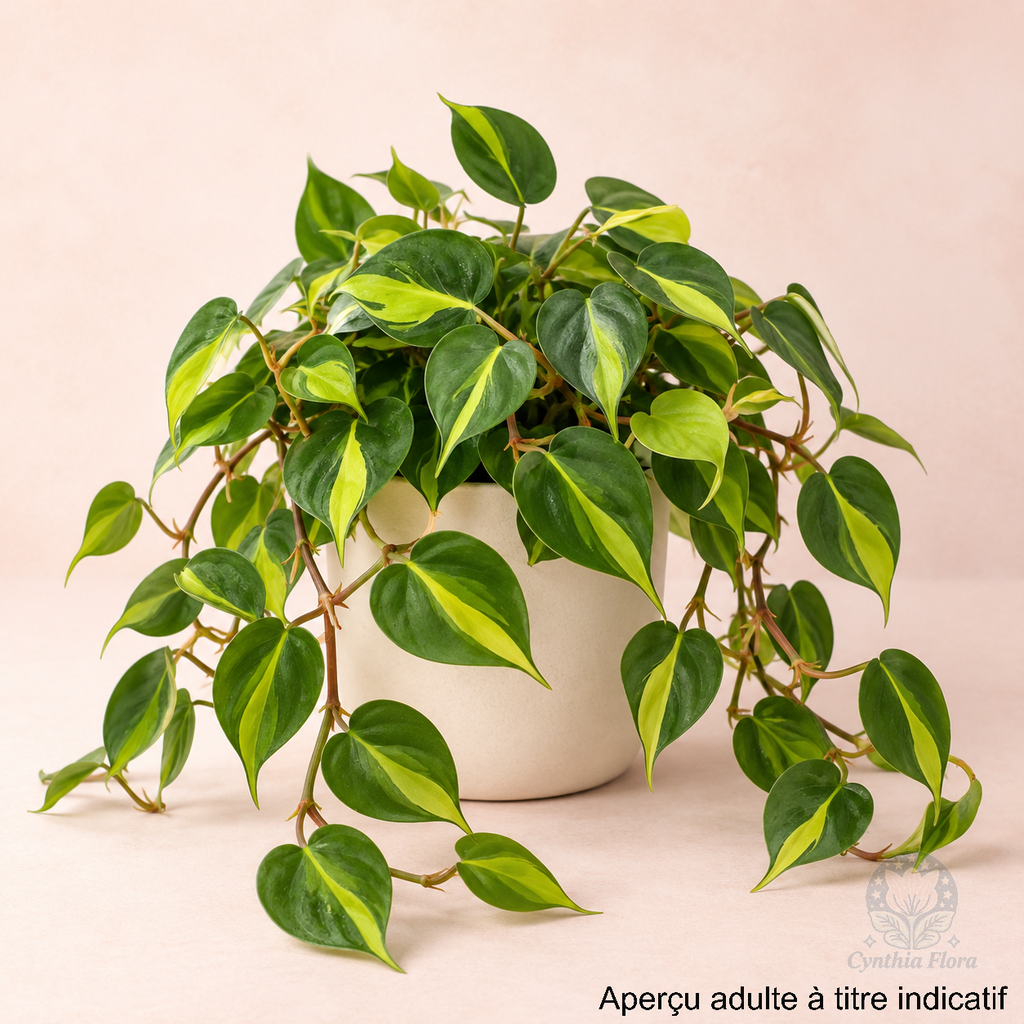 Philodendron Brasil
