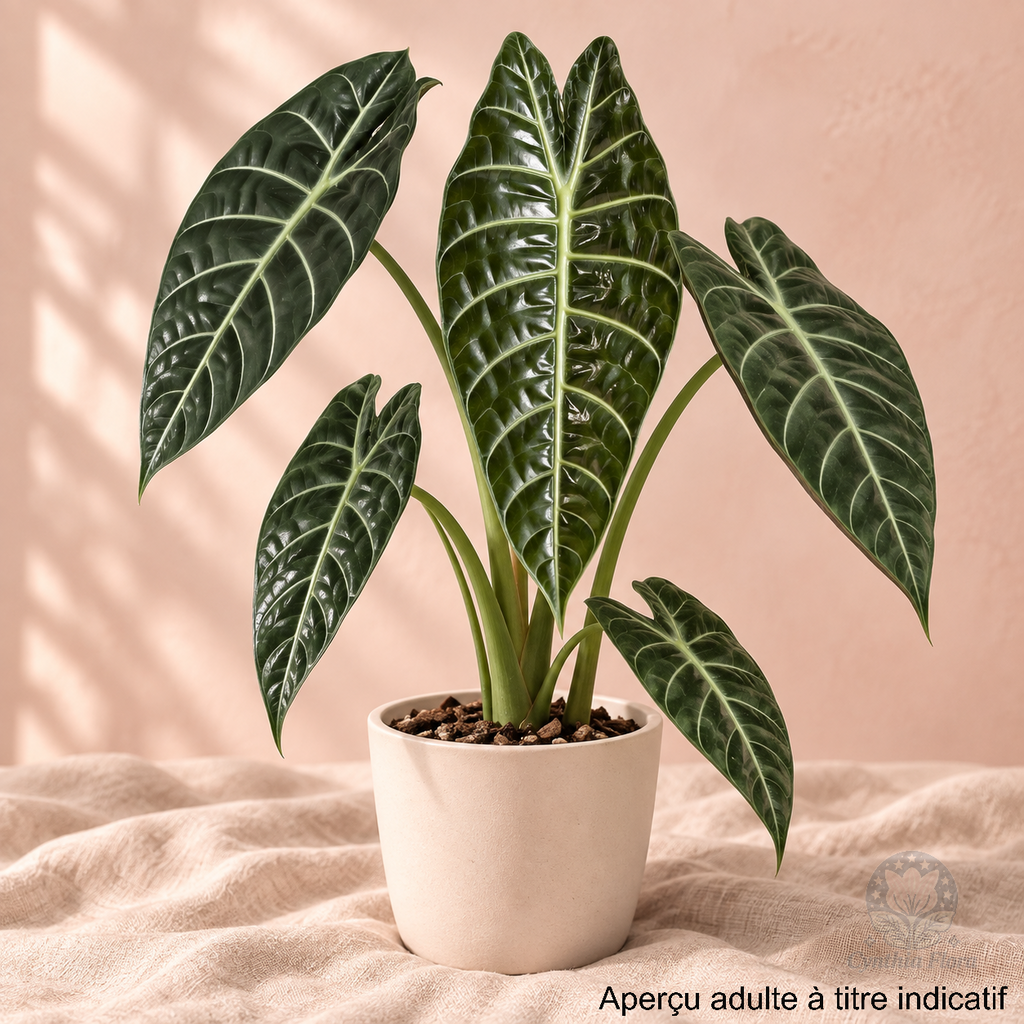 Alocasia Watsoniana Mirror