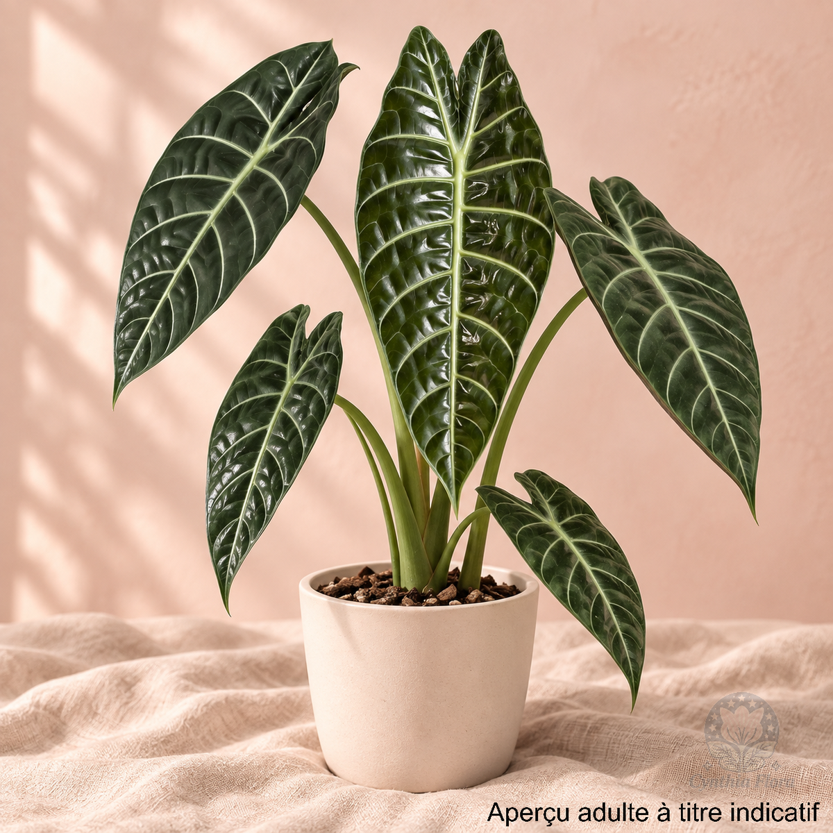 Alocasia Watsoniana Mirror