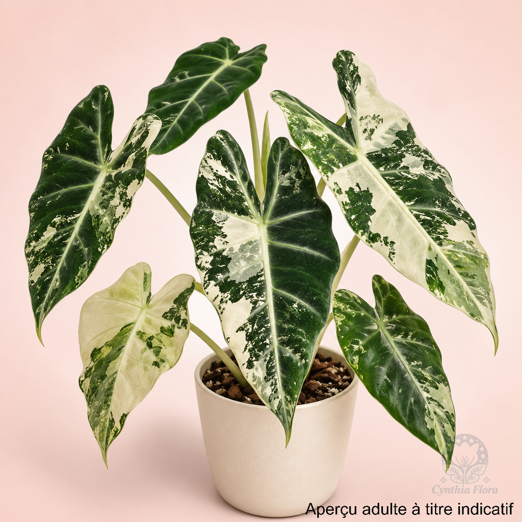Alocasia Frydek Variegated