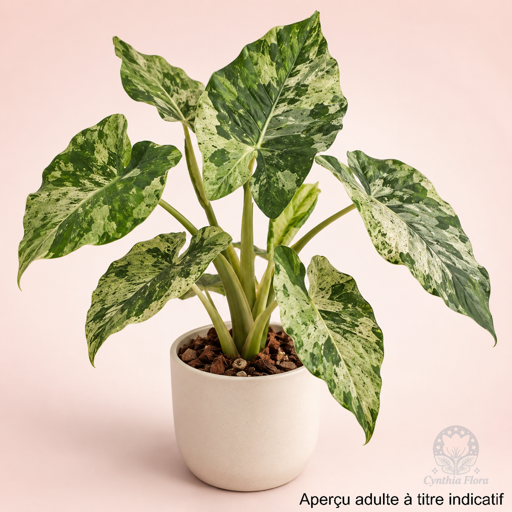 Alocasia Macrorrhiza Camouflage
