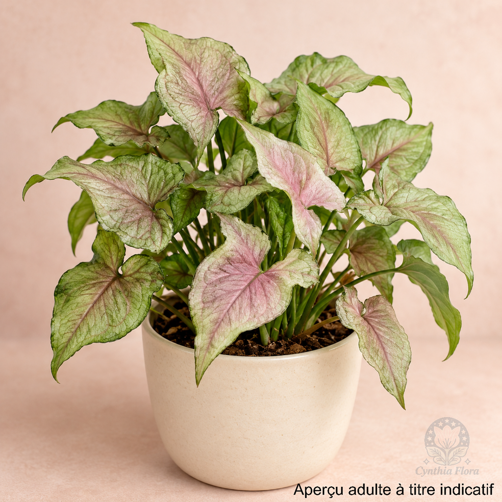 Syngonium Yami Red Wine