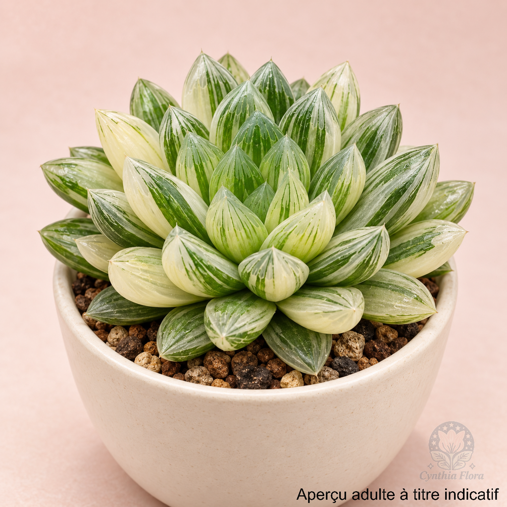 Haworthia Hanabi Variegated