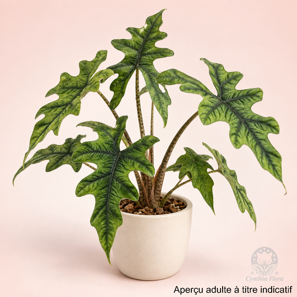 Alocasia Jacklyn