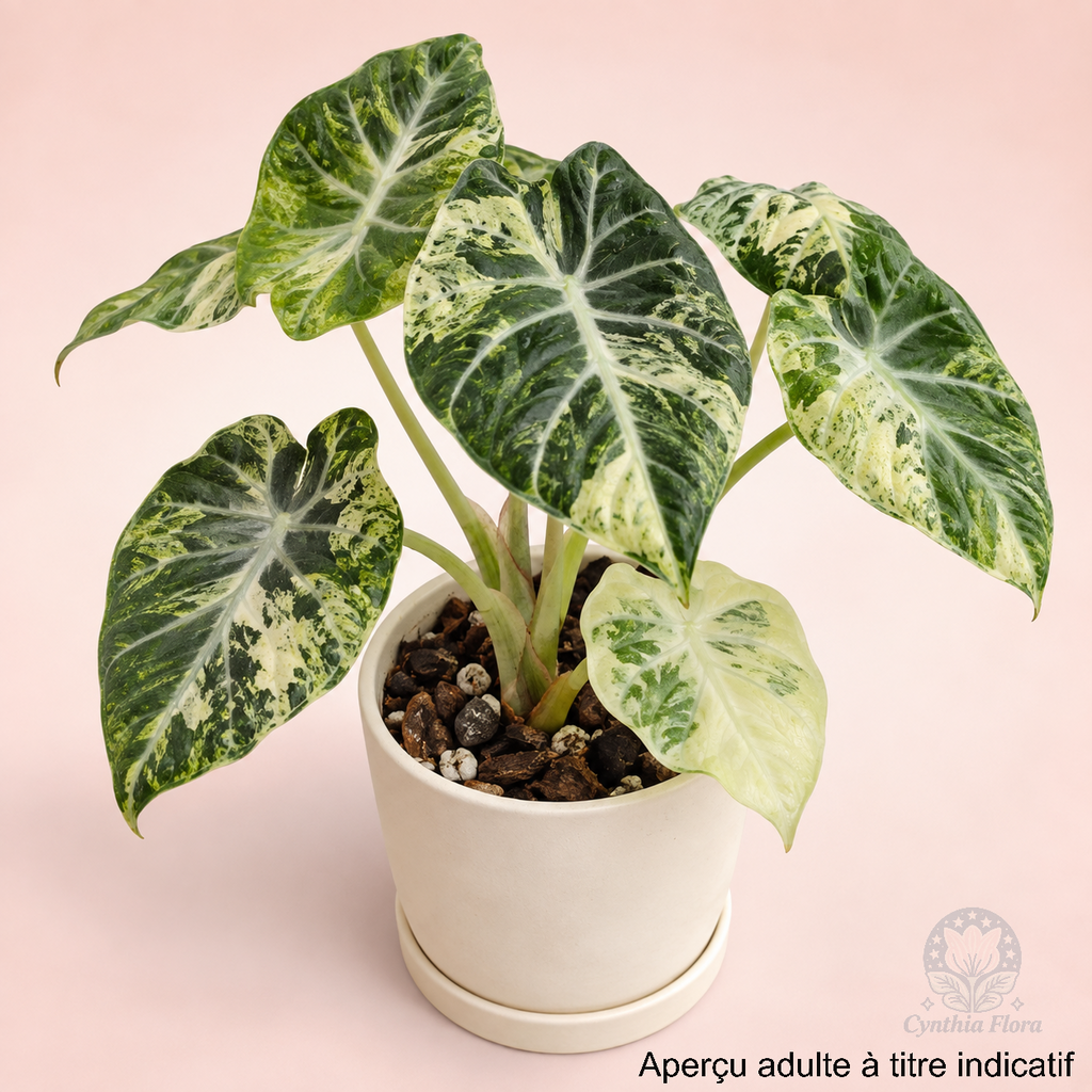 Alocasia Ninja Mint Variegated