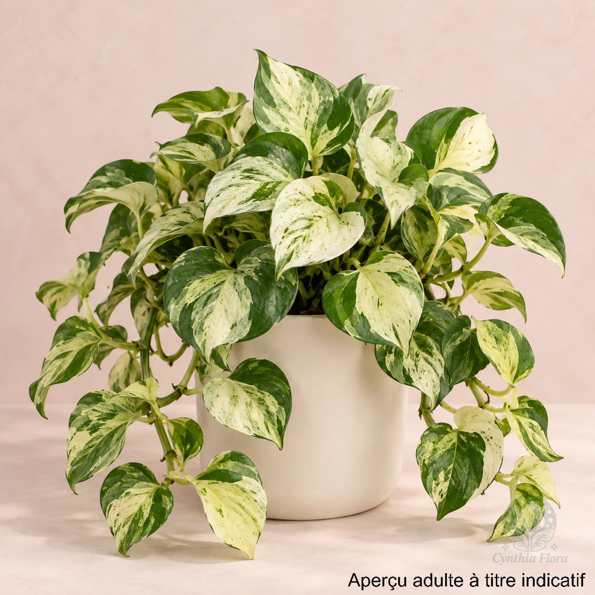 Pothos Manjula